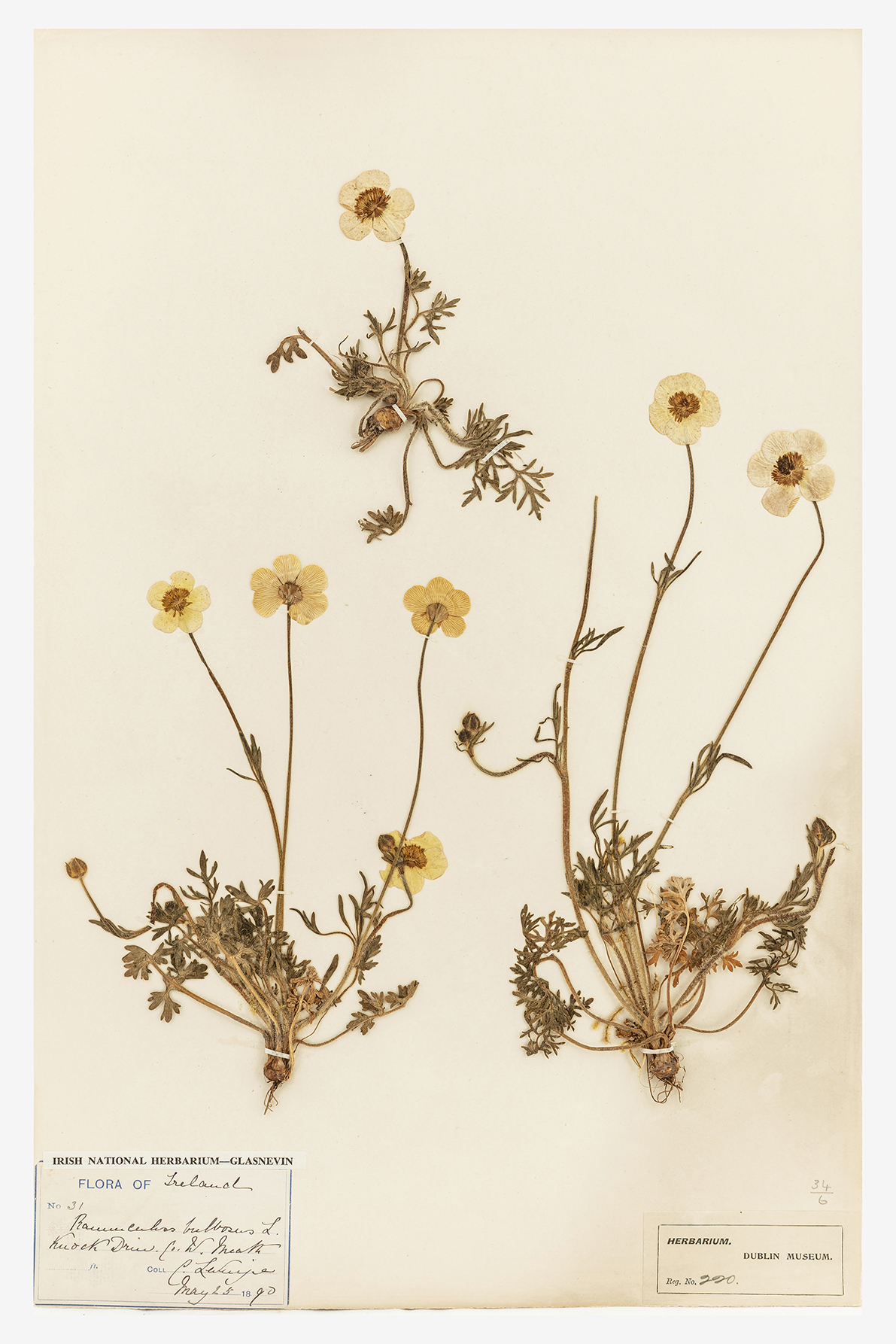 Herbarium specimen